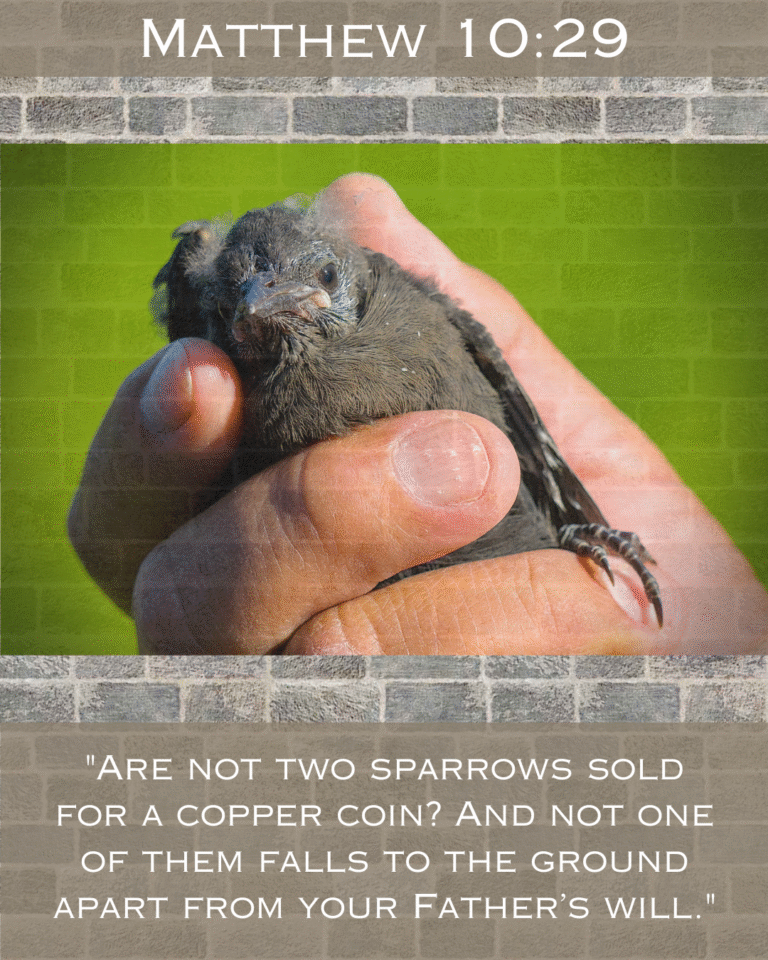 2_20260226_014935_0001